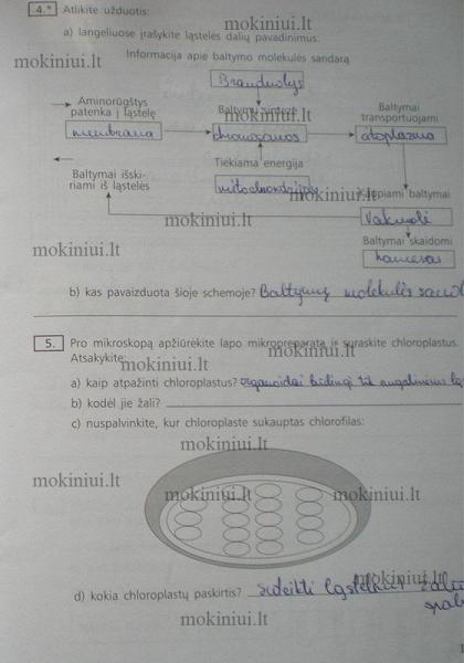 19 Puslapis