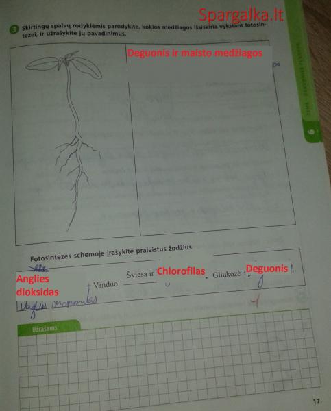 17 Puslapis