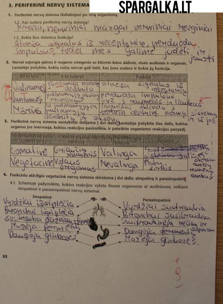 Biologijos atsiskaitymas "Periferinė nervų sistema"