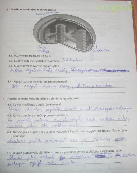 11 Puslapis