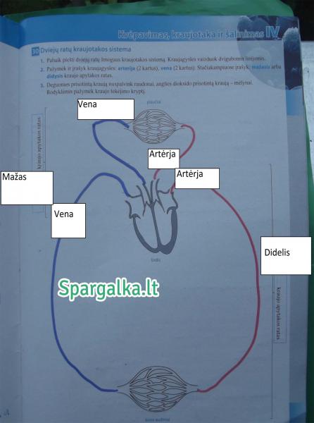 11 Puslapis