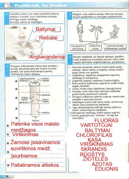 12 Puslapis
