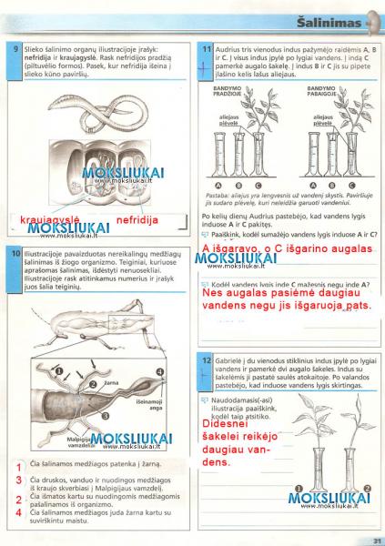 31 Puslapis