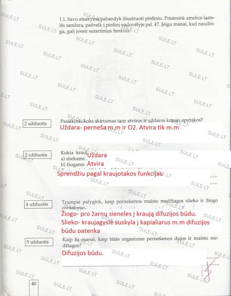 40 Puslapis