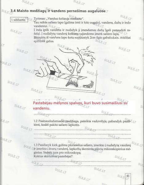 41 Puslapis