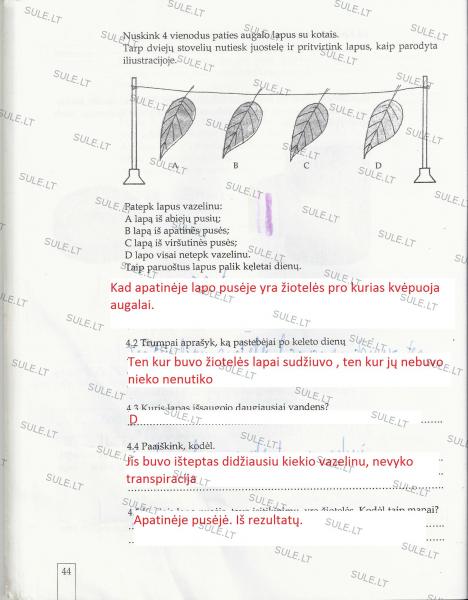 44 Puslapis