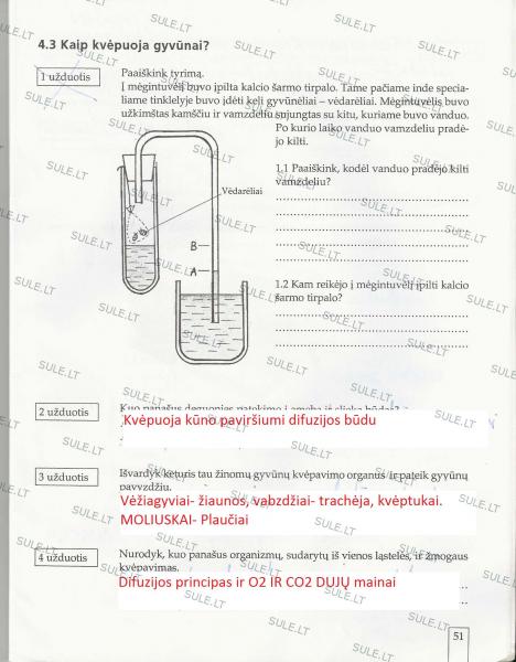 51 Puslapis