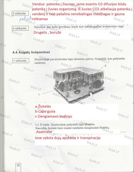 52 Puslapis