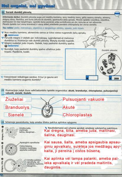12 Puslapis