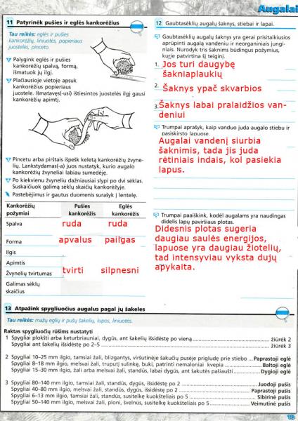 19 Puslapis