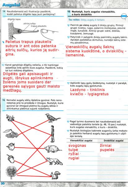 20 Puslapis