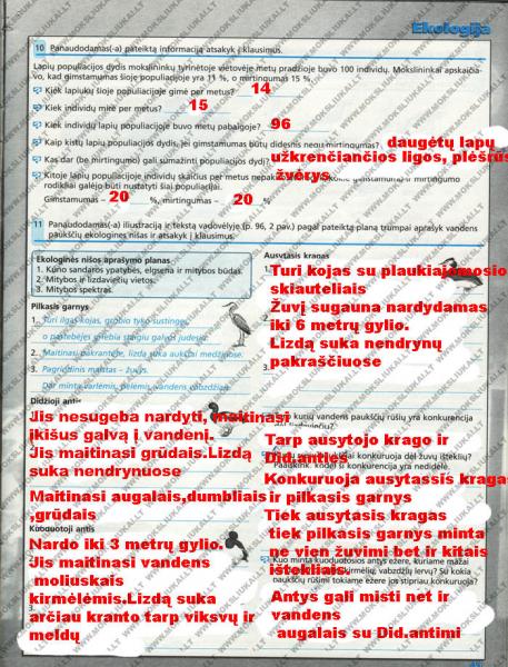 41 Puslapis