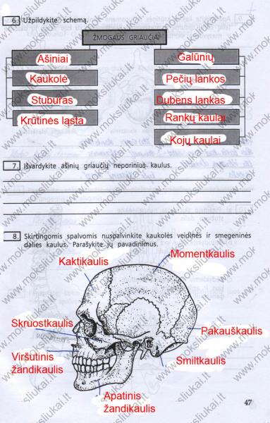 47 Puslapis