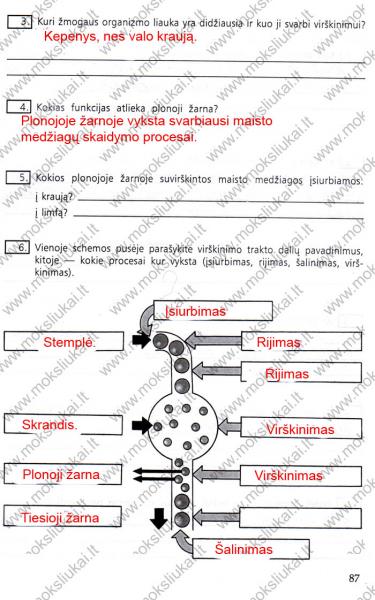 87 Puslapis