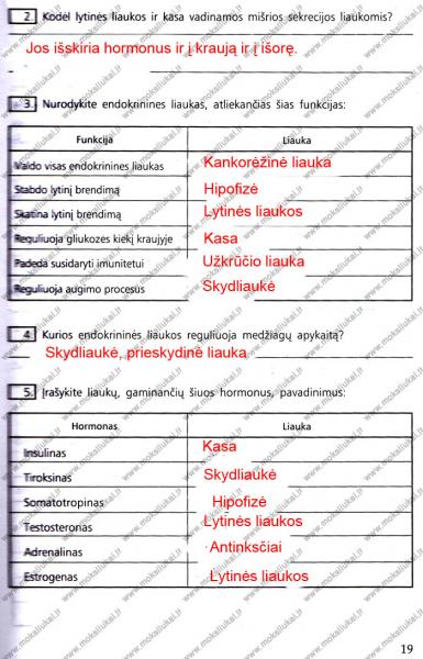 19 Puslapis