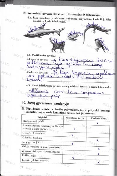 20 Puslapis