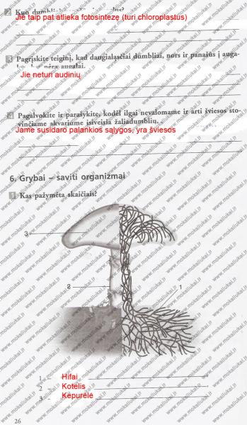 26 Puslapis