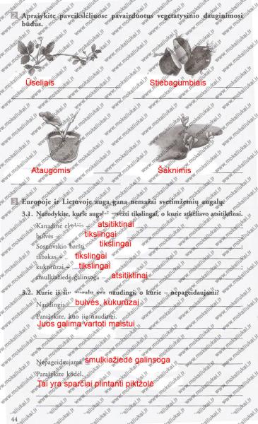 44 Puslapis