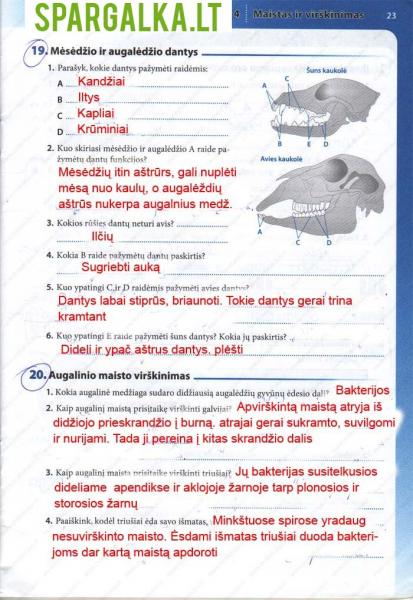 23 Puslapis